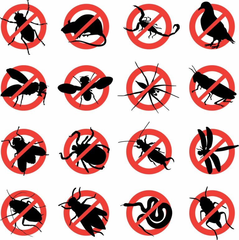 Tipos de plagas